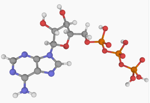 ATP Production and Nitric Oxide
